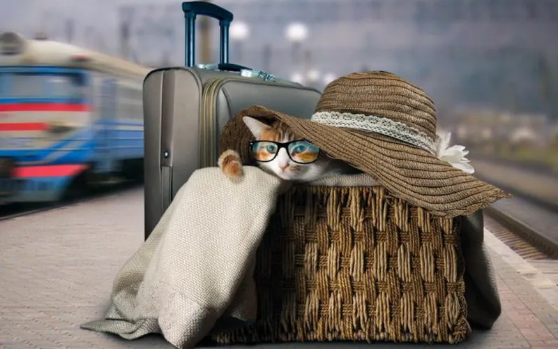 مسافرت با حیوان خانگی